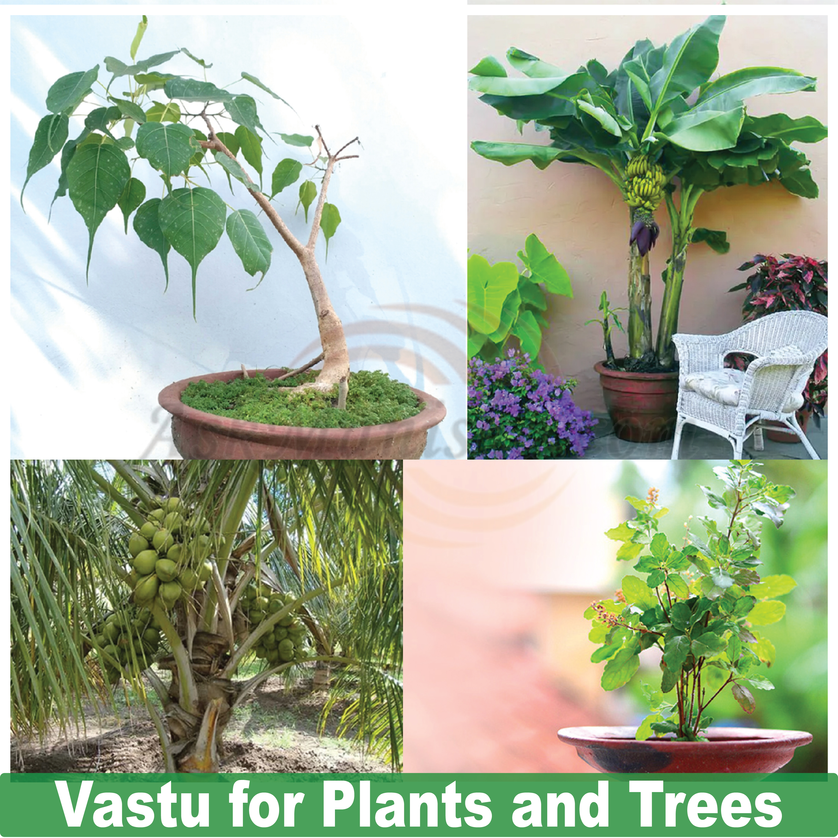 Vastu Tips for Plants and Trees
